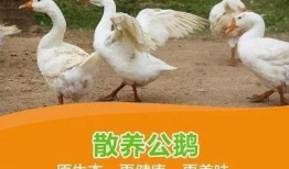 八鹅吃瓜菌娱乐圈,娱乐圈风云录